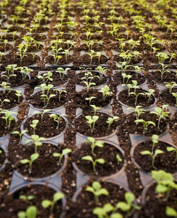 green leafed plant field planted on brown soil